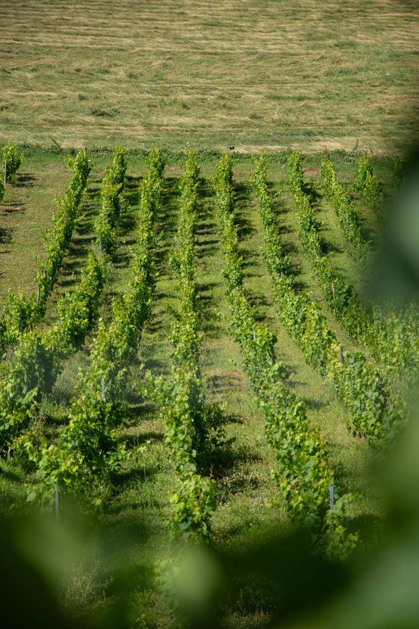 Domaine Des Granges Longes Leilighet Les Marches Eksteriør bilde